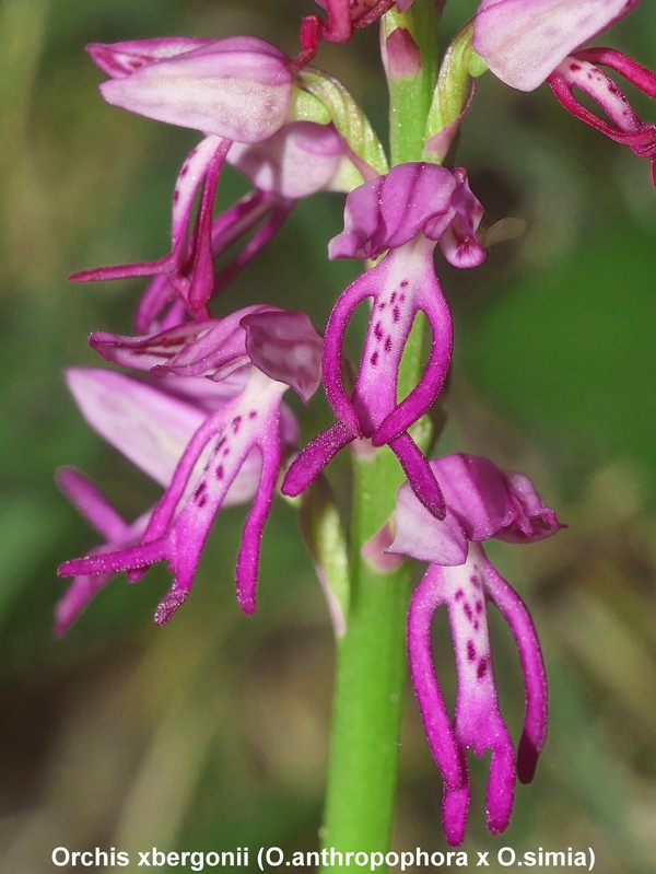 Le orchidee di Vallepietra nel Parco Naturale dei Monti Simbruini (Roma).